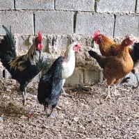 مرغ وخروس محلی اصل