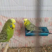 مرغ عشق انگلیسی