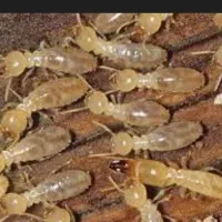 انجام موریانه زدایی با ضمانت 5ساله