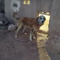 سگ گله