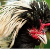 تخم نطفه دار برهما لایت ایام سمانی و لهستانی|حیوانات مزرعه|اصفهان, باتون|دیوار