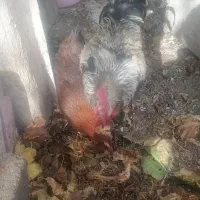 خروس محلی اصل