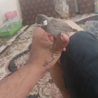 سهره قناری دستی