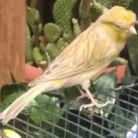 قناری گلاستر نر مست