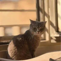 اسکاتیش آنفولد ماده