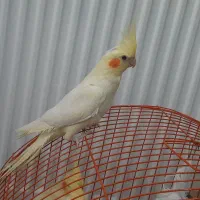 عروس هلندی|پرنده|نقده, |دیوار