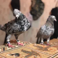 کبوتر کلکسیونی