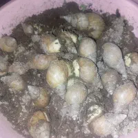 حلزون آرایشی