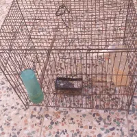 فنج ماده با قفس|پرنده|خرم‌آباد, |دیوار