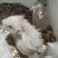 همستر.درحسن.اباد|موش و خرگوش|سنندج, |دیوار