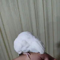 عروس هلندی آ|پرنده|کوهدشت, |دیوار