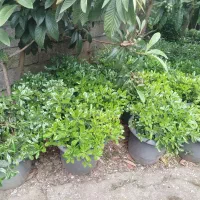 پیتسپروم وصال 35