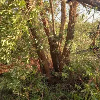 خرید درخت مورد|خدمات باغبانی و درختکاری|بندر ماهشهر, |دیوار