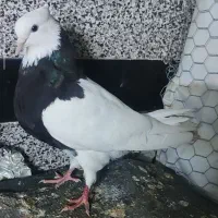 طوقی|پرنده|سرپل ذهاب, |دیوار