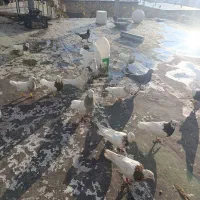 طوقی|پرنده|یاسوج, |دیوار