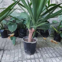 یوکا و بابا آدم قلبی|گل و گیاه طبیعی|آمل, |دیوار