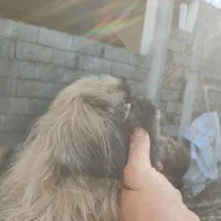 فوری فوری فورش ماده همراه با توله