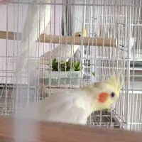 عروس هلندی و آقا ایرج|پرنده|مشهد, دوست آباد|دیوار