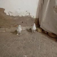 دوعدد کفتر خوب نر وماده