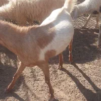 کهره و بز|حیوانات مزرعه|میناب, |دیوار