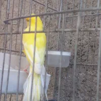قناری رسمی بلند جفت ۱۱سانتی|پرنده|اسلام‌شهر, شهرک امام حسین (میان آباد)|دیوار