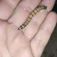 فروش میلورم و سوپر میلورم زنده|خزنده|شیراز, شاپورجان|دیوار