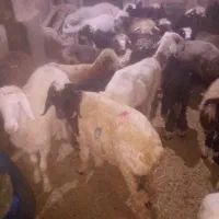 برماده چاق