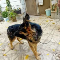 سگ نگهبانی|سگ|آرادان, |دیوار