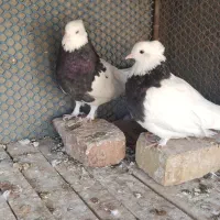 کبوتر کاشمر  خلیل اباد طوقی نروماده سیاه