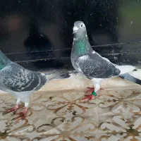 کبوترمسافتی