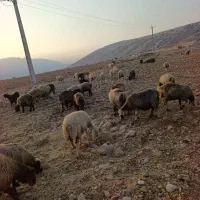 فروش میش‌بره دار وابستن