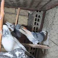 کبوتر یا کفتر جوجه گرفتنی|پرنده|پاکدشت, پاکدشت (مامازند)|دیوار