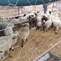 فروش ۶۰ میش و قوچ