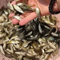 بچه ماهی کپور|ماهی|زنجان, |دیوار