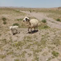 میش با بره ماده