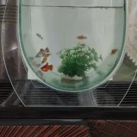 آکواریوم شیشه خم،نقلی بسیار زیبا و شیک