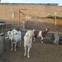 فروش و معاوضه گوسفند