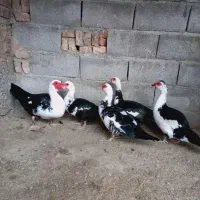 سیکا. اردک روسی|حیوانات مزرعه|بوشهر, |دیوار