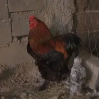 خروس برهما،تخم نطفه دار