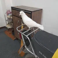 کفتر آس نر سفید و سرور|پرنده|شریف‌آباد, |دیوار