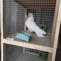 فروش کبوتر پرشی ونقشی