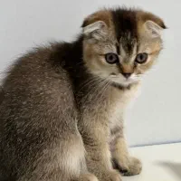 گربه خانگی اسکاتیش فولد