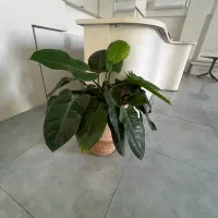 گل اپارتمانی