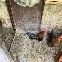 مرغ خروس|حیوانات مزرعه|فشم, |دیوار