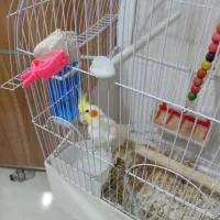 لوتینو نر|پرنده|اصفهان, باغ فدک|دیوار