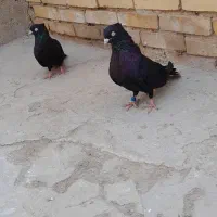 جفت سیاه واکسی|پرنده|خرمشهر, |دیوار