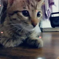 گربه گمشده|حیوانات|بجنورد, |دیوار