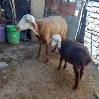 میش وبره (گوسفند)