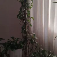 دو عدد پتوس