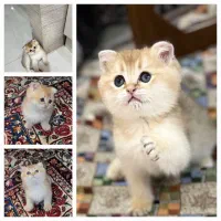 گربه بریتیش اسکاتیش